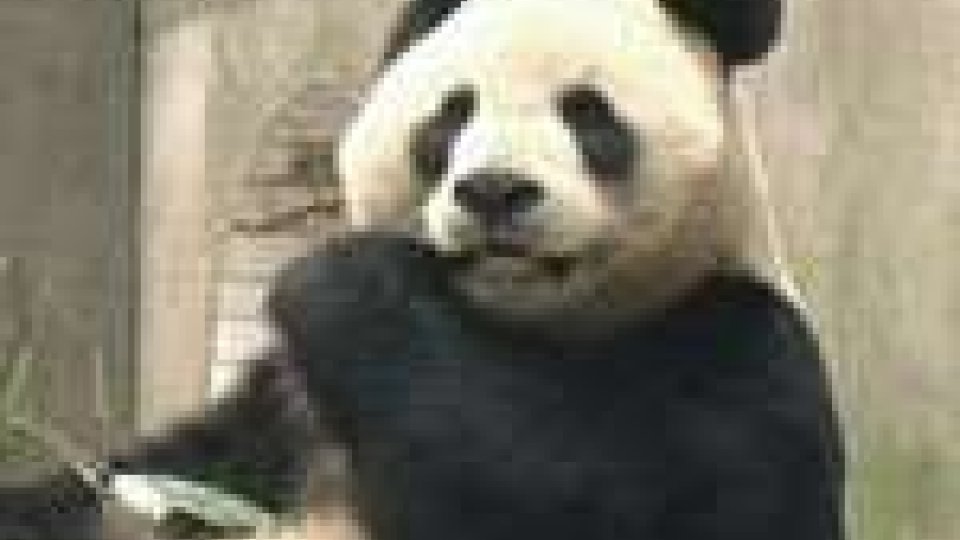 Due panda giganti in Scozia dopo 5 anni di negoziati Gran Bretagna-Cina