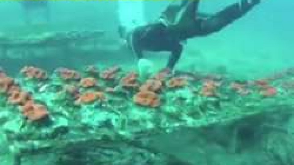 il servizio di StrisciaISS: "L'azienda sammarinese ha ordinato solo coralli regolarmente autorizzati"