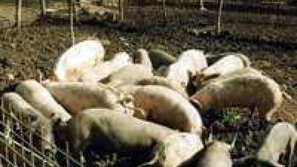 Truffa ad allevatore, carabinieri sequestrano duemila maiali