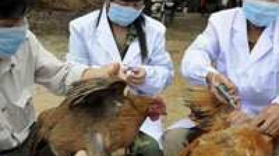 Cina: aviaria, aumentano i contagi