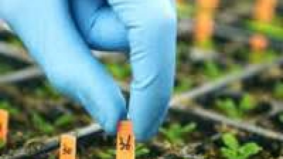 Australia: prima causa per danni da contaminazione semi geneticamente modificati