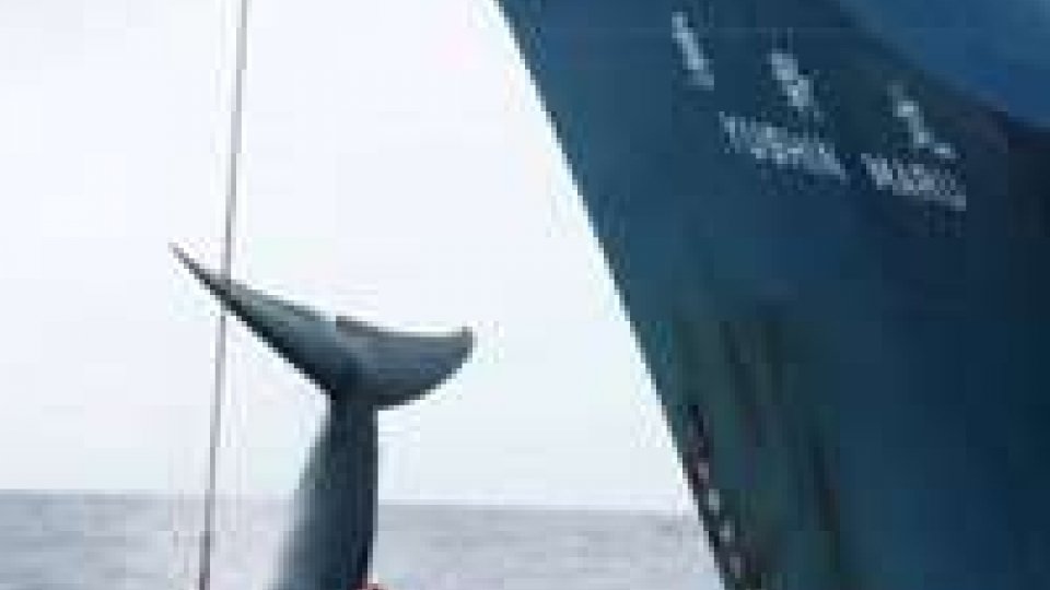 Balene: dopo scontro con attivisti, Giappone sospende la caccia