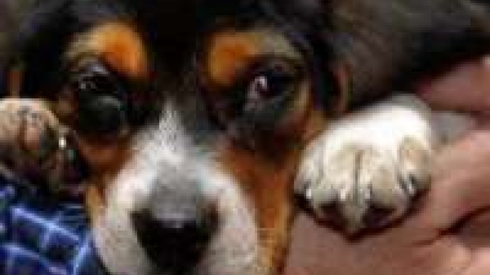 San Marino - L'Apas sui cani avvelenati: “Nonostante il silenzio confidiamo nella giustizia”