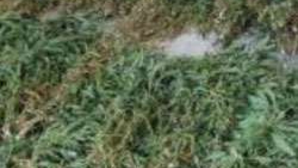 Droga: Cc e Cfs scoprono piantagione cannabis nel maceratese
