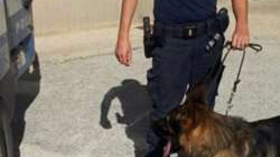 Rimini, arrestato spacciatore grazie al fiuto di un cane