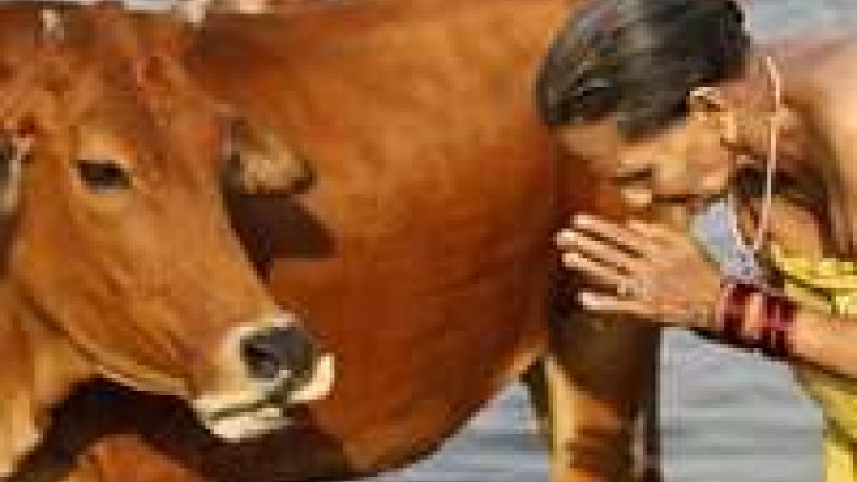 India: denunciato Facebook, pagina incoraggia macello mucche