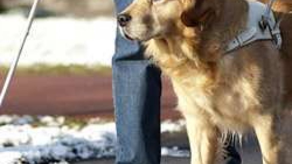 Cane guidaRimini: albergo rifiuta stanza a signora cieca con cane guida