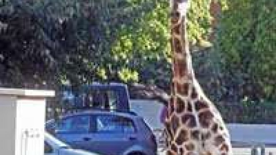 Imola: morta la giraffa scappata dal circo