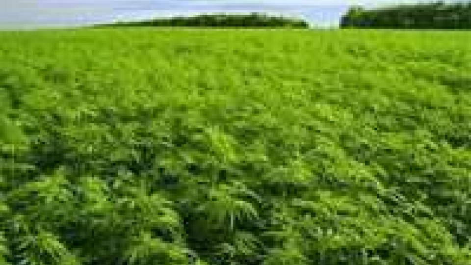 Albania: 700 lavoratori dei campi di cannabis intossicati