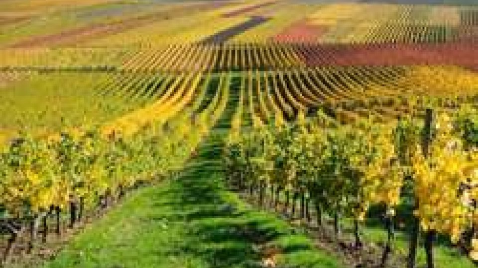 L'Emilia-Romagna sostiene il vino, 6 milioni di euro per la promozione nel mondo