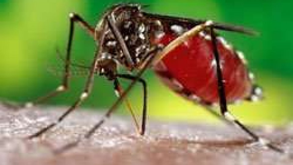 zanzara Aedes Aegypt