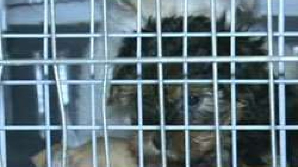 Rimini: sequestrati 12 cuccioli di cane importatiRimini: sequestrati 12 cuccioli di cane importati