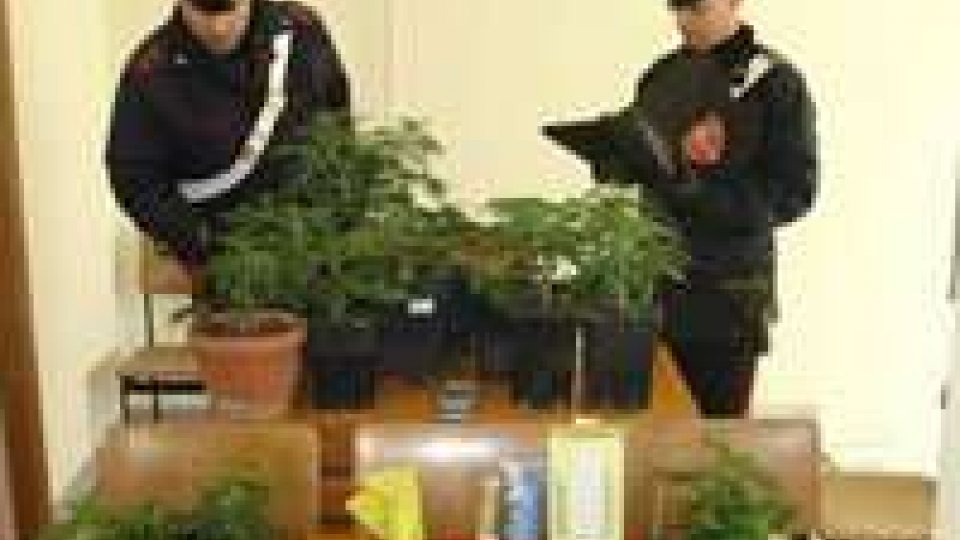 Rimini. Carabinieri intervengono per perdita d'acqua e trovano piantagione di marijuana