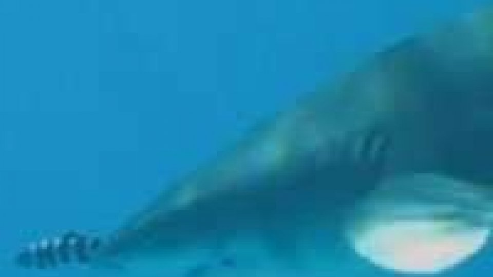 Torna l’allarme squali sulle coste degli Stati Uniti