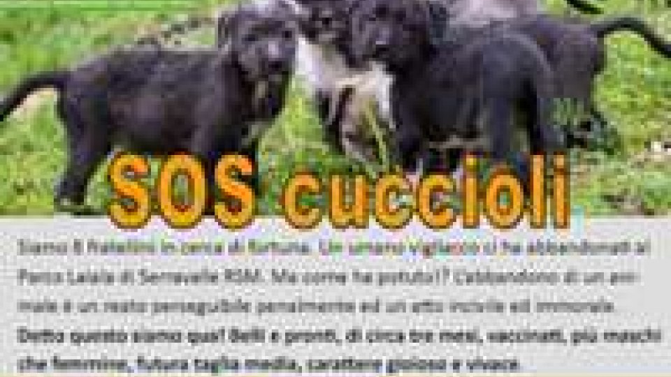 San Marino: l'Apas invita ad adottare un cucciolo