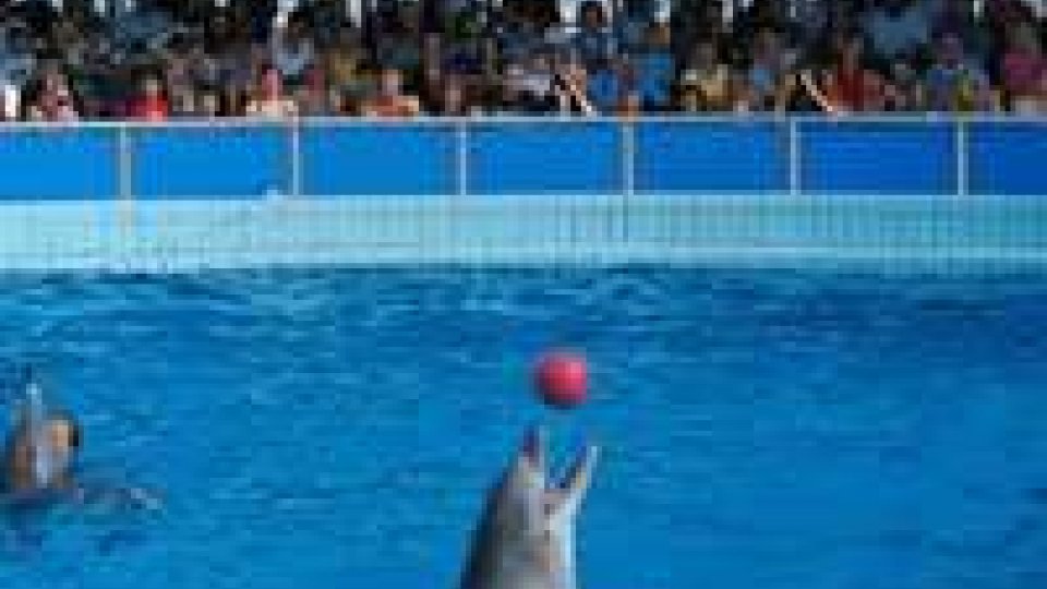 Rimini: maltrattamento Delfini, al processo si scatenano le associazioni animaliste