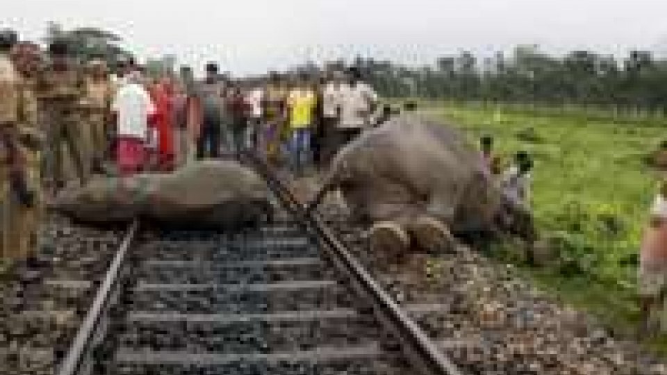 India: treno in corsa uccide tre elefanti nel nord-est