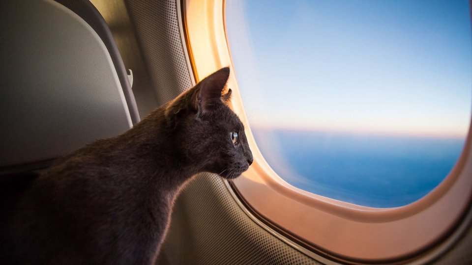 Cani e gatti in aereo
