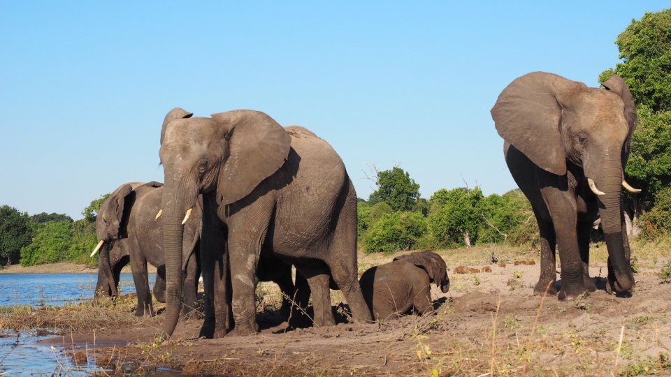 La popolazione degli elefanti è passata dai 5-10 milioni di esemplari del 1930 ai 500.000 attuali