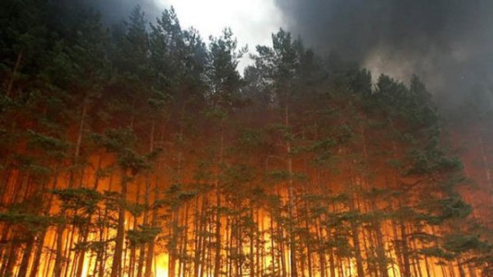 Siberia: 2,8 milioni di ettari di bosco distrutti dai violenti incendi degli ultimi giorni