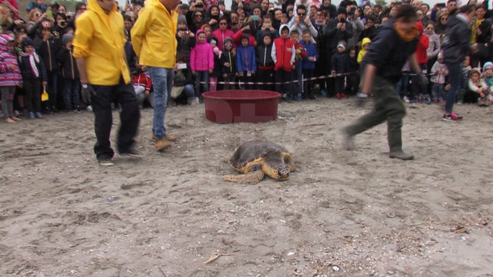 Il rilascio di una tartaruga a Riccione