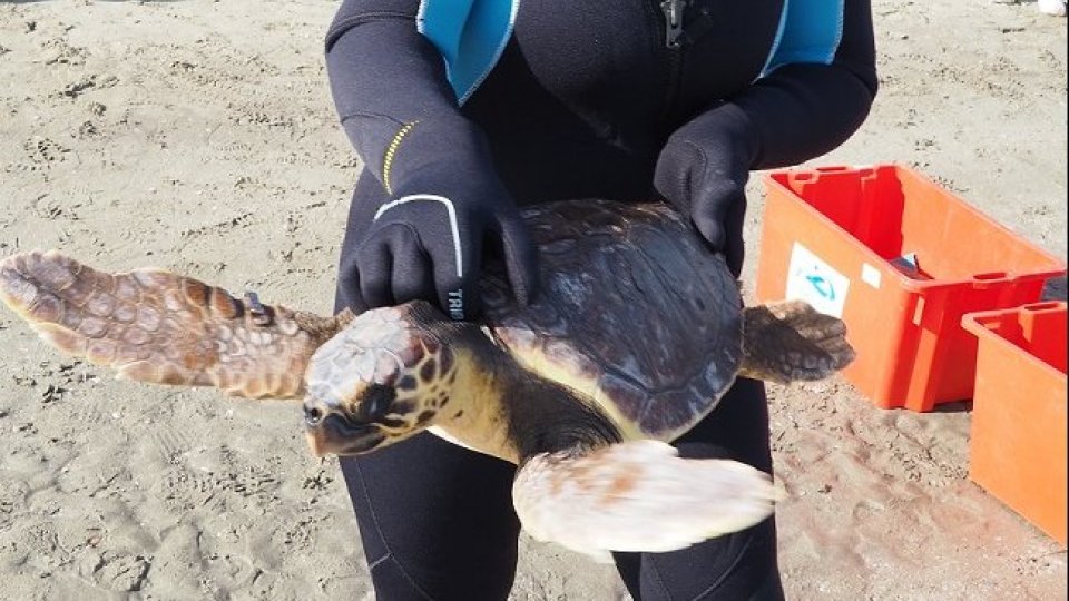 Tornano in mare le tartarughe marine Babi e Cleo, salvate dalla Fondazione Cetacea