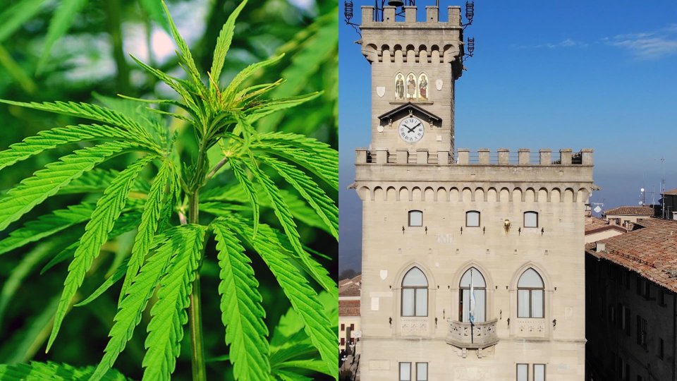 Una pianta di Cannabis e Palazzo Pubblico