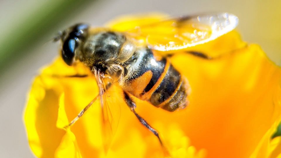 “Un'arnia sui tetti pubblici”, la proposta del ministro Costa nella Giornata mondiale delle api