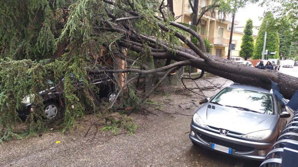 Rimini: cade un albero sulla strada, tre auto danneggiate