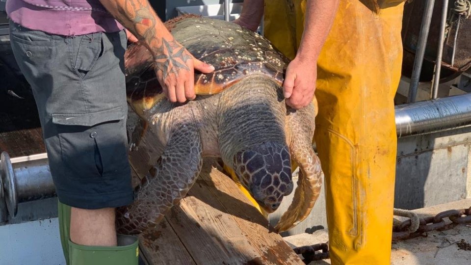 Fondazione Cetacea Onlus: Ultima giornata di apertura della pesca in alto Adriatico: recuperata grossa tartaruga marina adulta