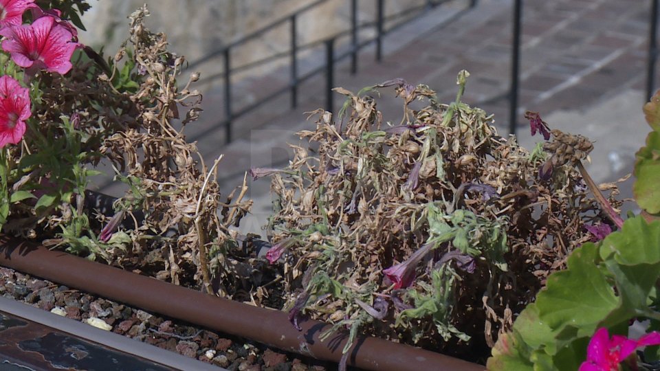 Cava dei Balestrieri: nessun atto vandalico, irrigazione alle fioriere rimasta bloccata per una dimenticanza