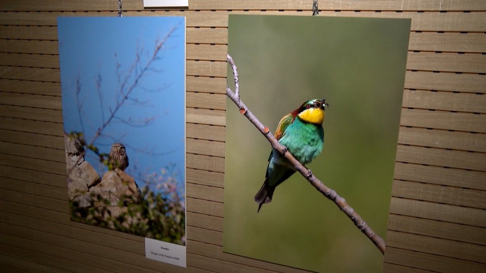 Compagni di viaggio: la mostra fotografica sulla quotidianità della fauna selvatica di San Marino