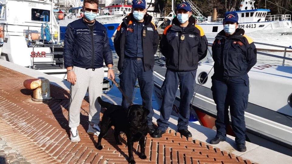 Rimini: la Guardia Costiera salva un Labrador allontanatosi in mare