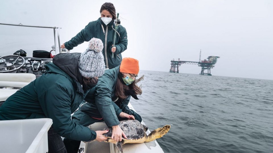 Fondazione Cetacea: riportate in mare due tartarughe marine, ma i recuperi continuano