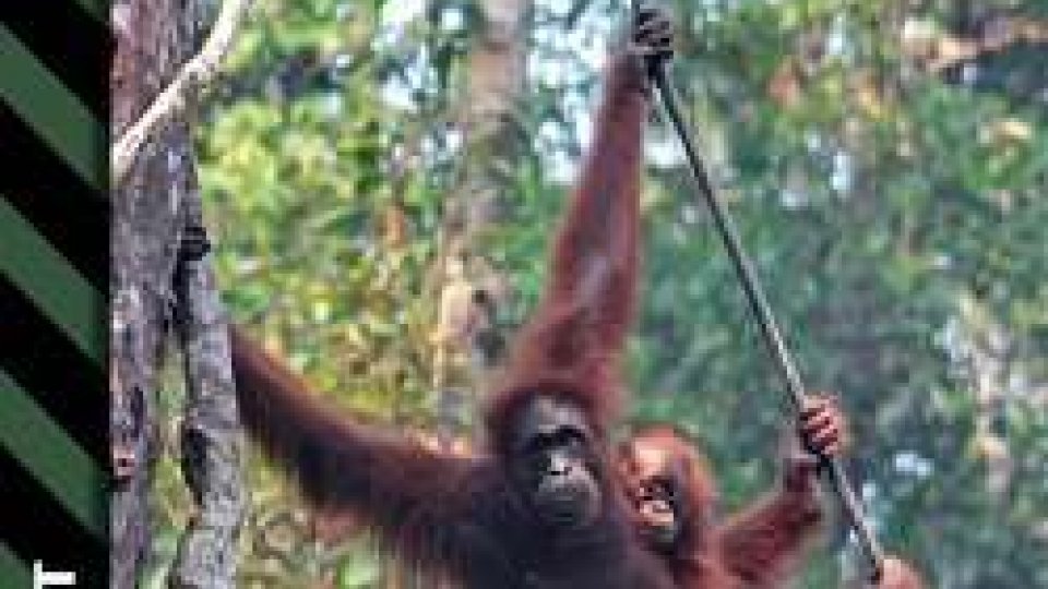 Borneo Malese- Il canto della giungla