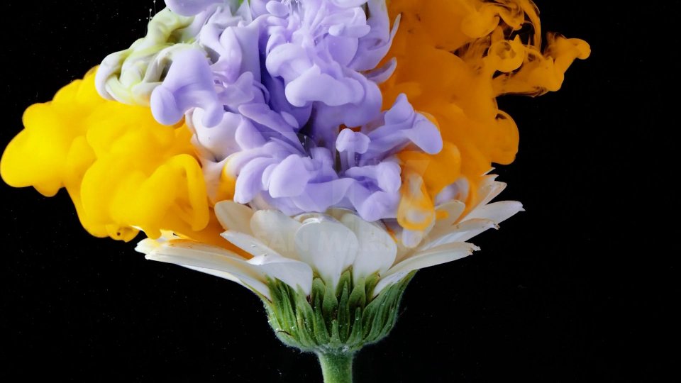 I fiori di Emilie Grange nel suo cortometraggio
