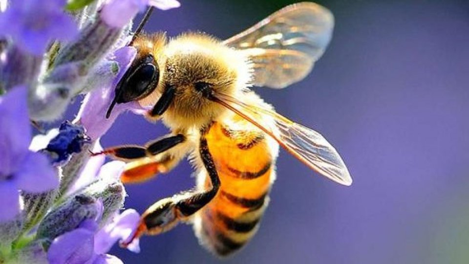 San Marino celebra la Giornata Mondiale delle api