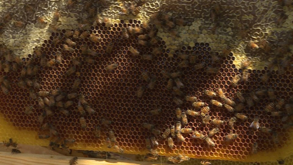 Sos degli Apicoltori: quasi azzerata la produzione di miele 2021