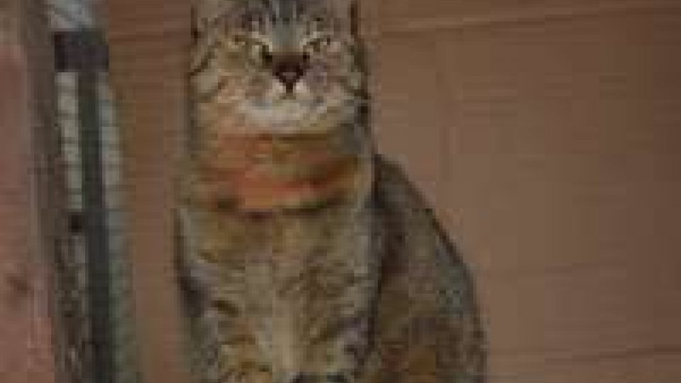 San Marino: Apas lancia appello per la gattina Lia