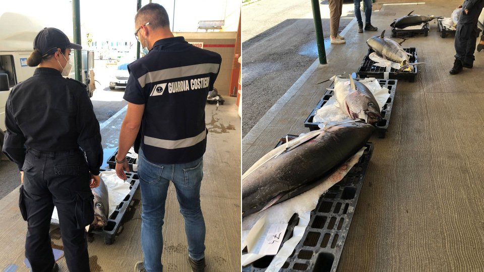 Tonno rosso non registrato, sequestrati 5 esemplari al mercato ittico di Rimini