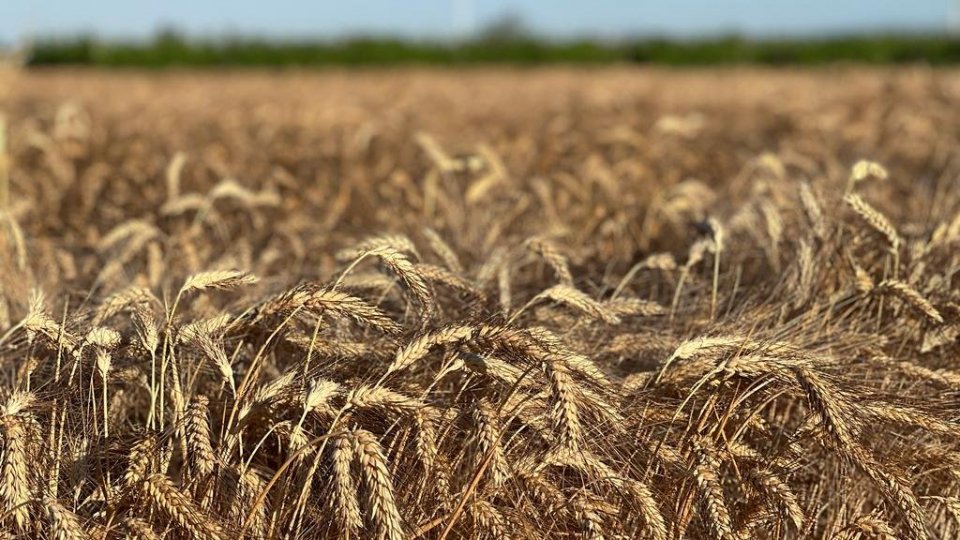 Cereali nel riminese, Confagricoltura: “Occhio ai prezzi, niente speculazioni, produzione in calo del 20%, costi in forte aumento”
