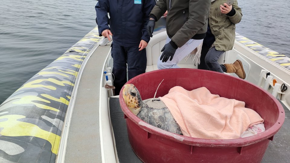 Rimini: rilasciate tartarughe con trasmettitori satellitari per studiare rotte migratorie
