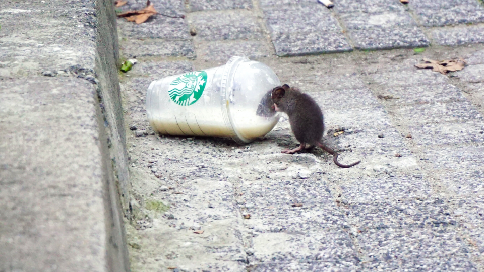 New York: milioni di topi positivi al Covid, rischio nuove varianti