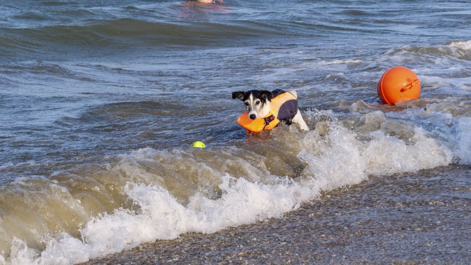 Pubblicata l’ordinanza che disciplina la balneazione dei cani: Rimini spiaggia pet friendly
