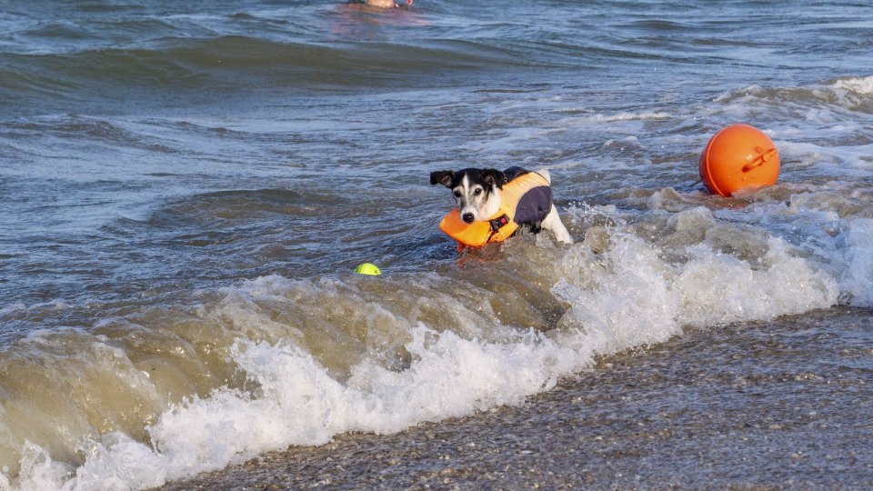 La spiaggia di Rimini si conferma amica dei cani