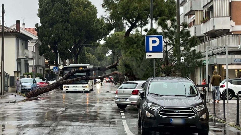 Maltempo: esondazioni in Emilia Romagna, a Rimini cade un albero su via Covignano [fotogallery]
