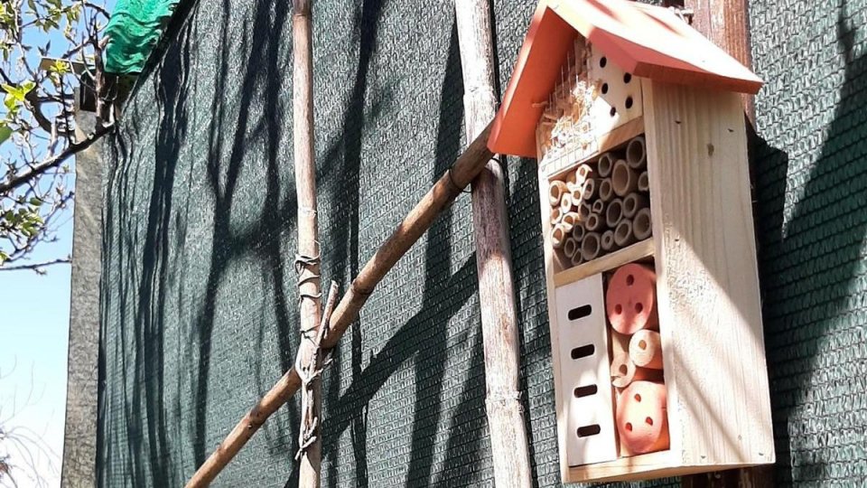 A Riccione arrivano i “Bee hotel”  Nei parchi i rifugi per le api solitarie
