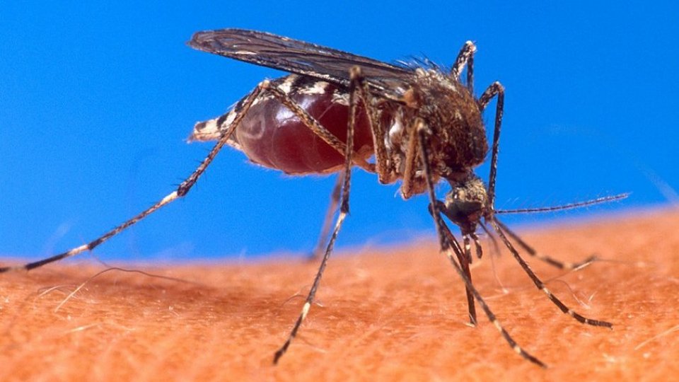 Il motivo per cui le zanzare pungono determinate persone