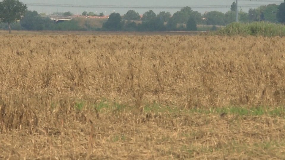 Agricoltura: in Emilia Romagna calo medio oltre il 20% per grano e orzo