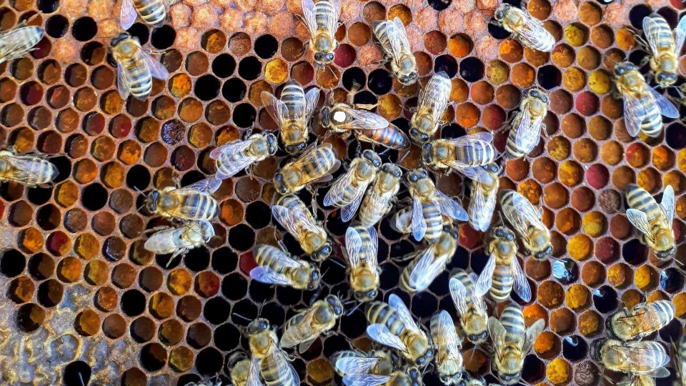 Alluvione: Coldiretti regala mezzo milione di api alla Romagna